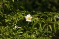 Fried Egg Tree or Oncoba spinosa Forssk.