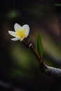 White yellow flower plumeria or frangipani.