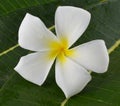 White and yellow flower plumeria