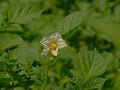 White and yellow flower of a potato plant