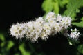 White and yellow flower during summer. Royalty Free Stock Photo