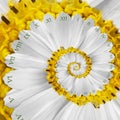 White Yellow Flower Surreal Clock Abstract Fractal Spiral. Floral Watch Clock Unusual Abstract Texture Fractal Background