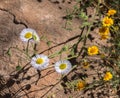 White and yellow flowers against rock