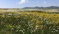 White and yellow flowers in armenian mountains