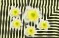 White and yellow flowers on a background of black and white stripes, an asymmetric effect of interweaving and mosaics