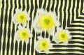 White and yellow flowers on a background of black and white stripes, an asymmetric effect of interweaving and mosaics Royalty Free Stock Photo