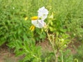 white and yellow flowers, beautiful naturel white flowers. Solanum sisymbriifolium plant flowers. litchi tomato plant.