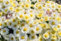 White -yellow flowers blooming texture. Autumn flowers background.