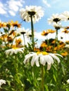 white and yellow flowers with insect on blue sky background