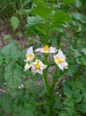 White and yellow flowers of a potatoe plant Royalty Free Stock Photo