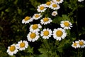 White and yellow flowers of pyrethrum fever or corymbose tanacetum. In nature, one of the varieties of chamomile is Royalty Free Stock Photo
