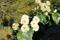 White and yellow flowers. Ranunculus lyallii, a species of Ranunculus buttercup, endemic to New Zealand. New Zealand Royalty Free Stock Photo