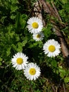 White and yellow flowers summer blooms Royalty Free Stock Photo