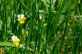 White-yellow flowers in tall grass on a blurred green background. Viola field.