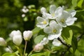 White yellow flowers and white rose flower buds of bloomy apple tree with fresh spring green leaves. White apple or pear tree flow Royalty Free Stock Photo