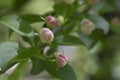 White yellow flowers, white rose flower buds of bloomy apple tree with fresh spring green leaves. White apple or pear tree flowers Royalty Free Stock Photo