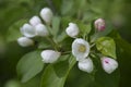 White yellow flowers, white rose flower buds of bloomy apple tree with fresh spring green leaves. White apple or pear tree flowers Royalty Free Stock Photo