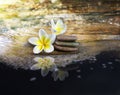 White and yellow fragrant flower plumeria or frangipani on crystalline water and pebble rock for spa meditation mood, plumeria or