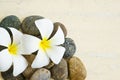 White and yellow frangipani flower Royalty Free Stock Photo