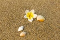 A white yellow Frangipani flower Plumeria and a shell lying on the blurred sand Royalty Free Stock Photo