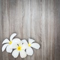 White and yellow frangipani flower on wood background