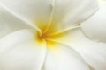 White and yellow frangipani flowers.