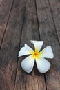 White and yellow frangipani flowers