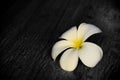 White and yellow Frangipani flowers on floor