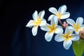 white and yellow frangipani flowers isolated on dark background