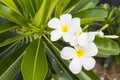 White and yellow frangipani flowers with leaves in background