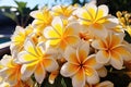 white and yellow frangipani flowers with leaves in the garden with sunlight Royalty Free Stock Photo