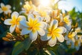 white and yellow frangipani flowers with leaves in the garden with sunlight Royalty Free Stock Photo