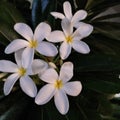 White and yellow frangipani plumeria or Champa flowers in a garden