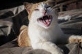 White-yellow, funny looking, smiling cat with wide open mouth. Street cat. Royalty Free Stock Photo