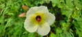 white yellow green natura flower photo