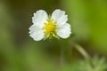 White yellow hearted bloom of wild strawberry, Fragaria vesca Royalty Free Stock Photo