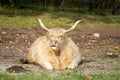 White and yellow highland cow with horns sitting in the middle of the field Royalty Free Stock Photo