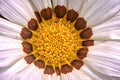 White and yellow Indian flower, unfocussed base