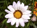 White and yellow Indian flower, unfocussed base