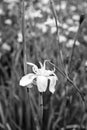 White and yellow iris