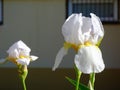 White and yellow iris close up. large, delicate soft petals. blurred building exterior background