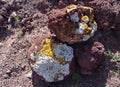 Rocks with lichens in Tenerife. Spain.