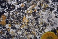 white and yellow lichens on stone