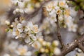 Spring pattern. Bloosom Beautiful wax cherry flowers. Bouquet of white flowers on tree branch. Background with fruit tree flowers. Royalty Free Stock Photo