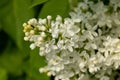 White yellow lilac with green fotolia