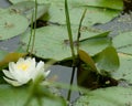 White and Yellow Lily Royalty Free Stock Photo