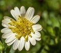 white and yellow Marguerite Daisy bloom Royalty Free Stock Photo