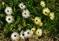 White and yellow marigolds growing wild