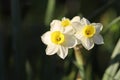 White and yellow miniature daffodil flowers among green stems Royalty Free Stock Photo