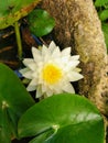 White yellow mixed thousand petals water lily flower